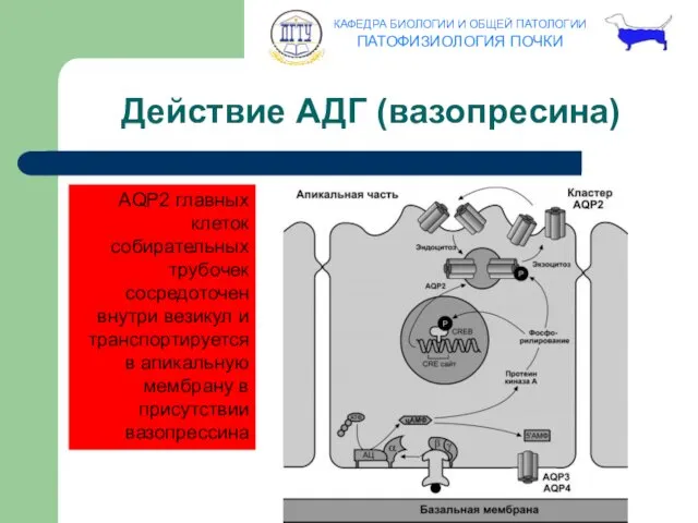 Действие АДГ (вазопресина) AQP2 главных клеток собирательных трубочек сосредоточен внутри