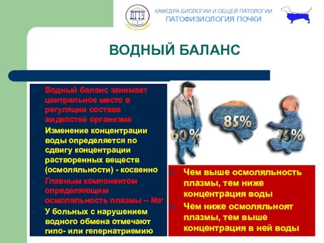 ВОДНЫЙ БАЛАНС Водный баланс занимает центральное место в регуляции состава