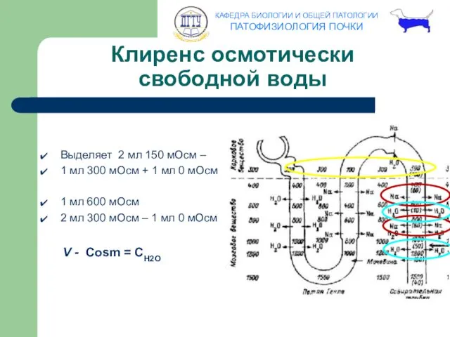 Клиренс осмотически свободной воды Выделяет 2 мл 150 мОсм –