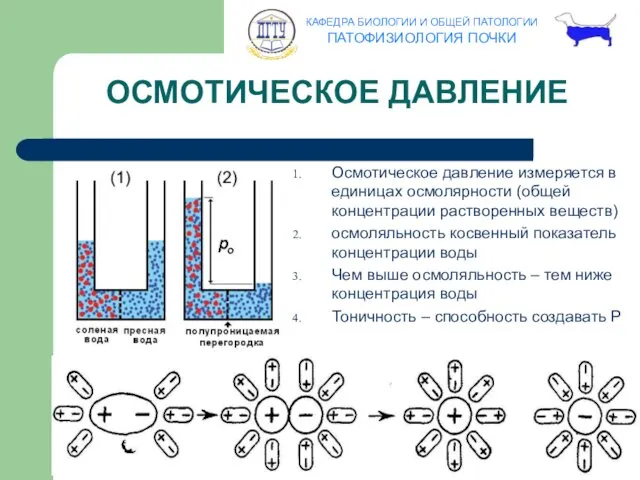 Осмотическое давление измеряется в единицах осмолярности (общей концентрации растворенных веществ)