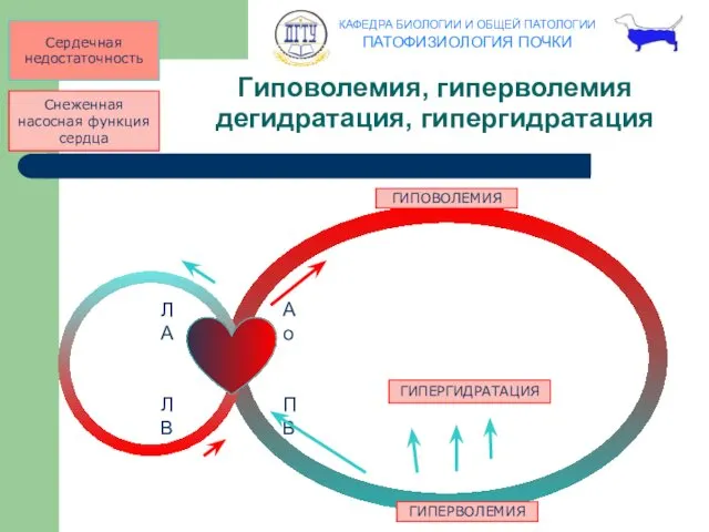 Сердечная недостаточность Снеженная насосная функция сердца Ао ПВ ЛА ЛВ