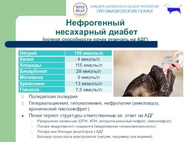 Нефрогенный несахарный диабет (потеря способности почек отвечать на АДГ) Полидипсия