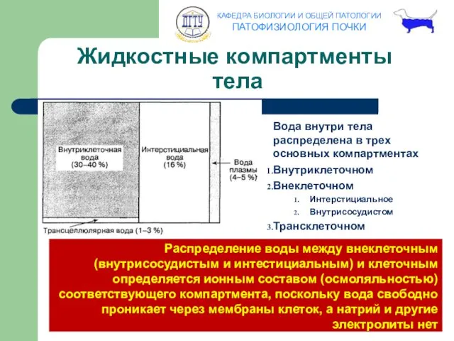 Жидкостные компартменты тела Вода внутри тела распределена в трех основных