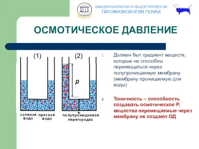 Должен быт градиент веществ, которые не способны перемещаться через полупроницаемую