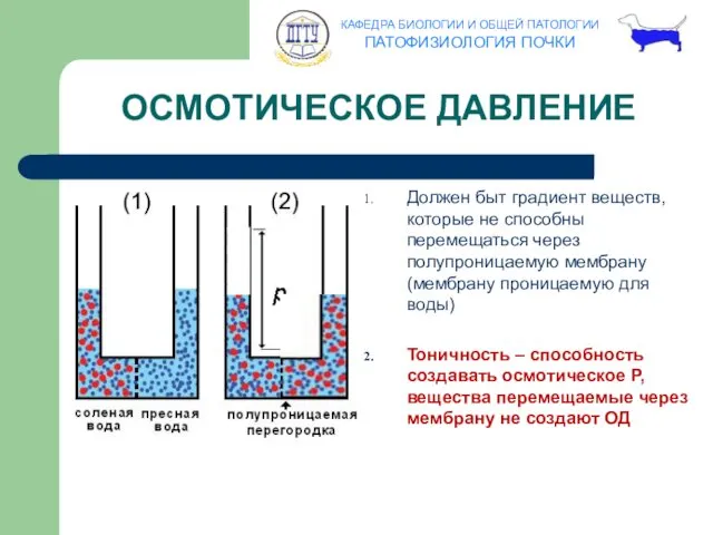 Должен быт градиент веществ, которые не способны перемещаться через полупроницаемую