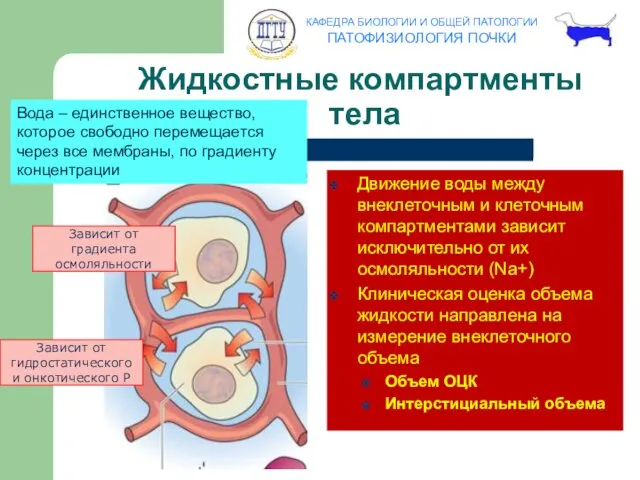 Жидкостные компартменты тела Движение воды между внеклеточным и клеточным компартментами