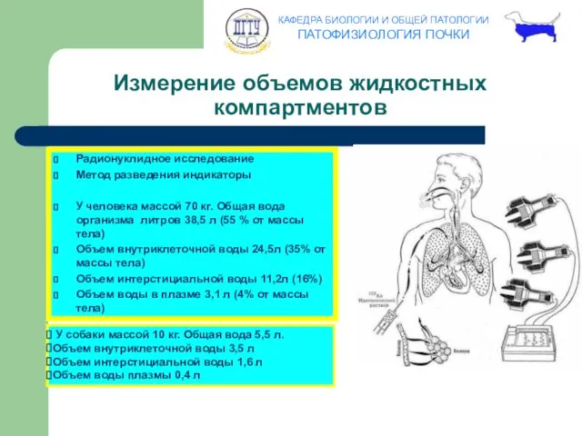 Измерение объемов жидкостных компартментов Радионуклидное исследование Метод разведения индикаторы У