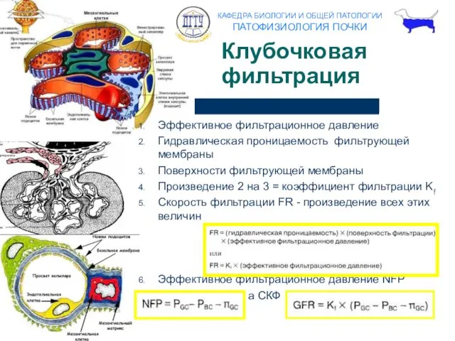 Клубочковая фильтрация Эффективное фильтрационное давление Гидравлическая проницаемость фильтрующей мембраны Поверхности