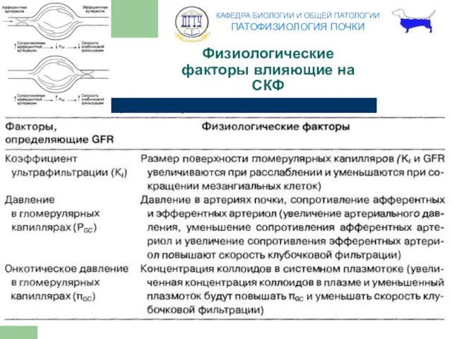 Физиологические факторы влияющие на СКФ