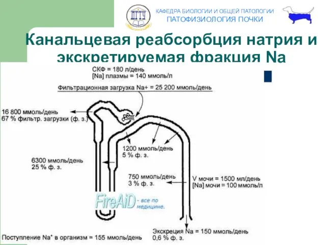 Канальцевая реабсорбция натрия и экскретируемая фракция Na