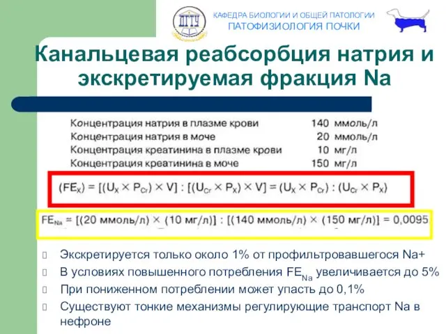 Канальцевая реабсорбция натрия и экскретируемая фракция Na Экскретируется только около