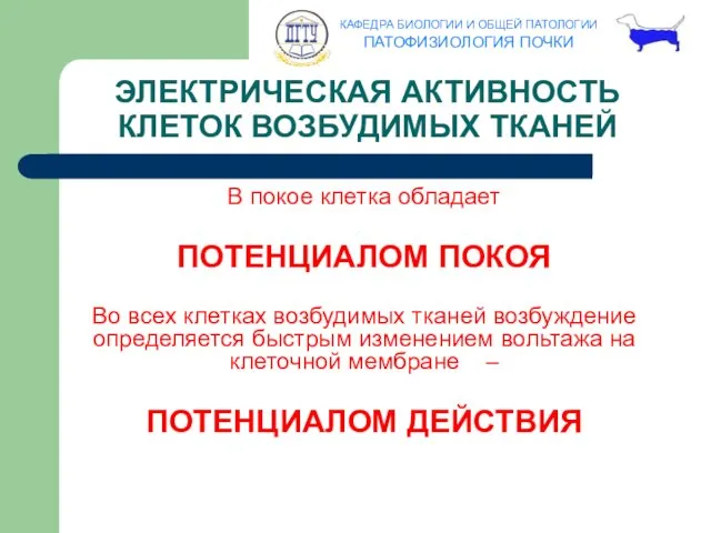 ЭЛЕКТРИЧЕСКАЯ АКТИВНОСТЬ КЛЕТОК ВОЗБУДИМЫХ ТКАНЕЙ В покое клетка обладает ПОТЕНЦИАЛОМ