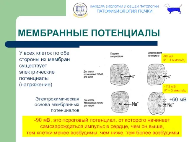 МЕМБРАННЫЕ ПОТЕНЦИАЛЫ У всех клеток по обе стороны их мембран