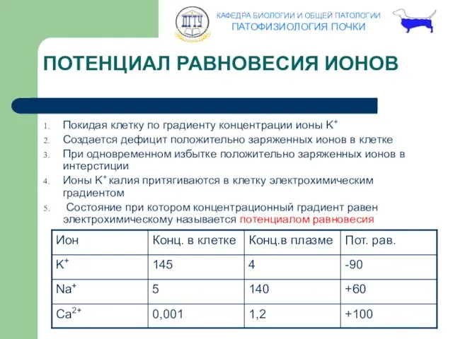 ПОТЕНЦИАЛ РАВНОВЕСИЯ ИОНОВ Покидая клетку по градиенту концентрации ионы K+