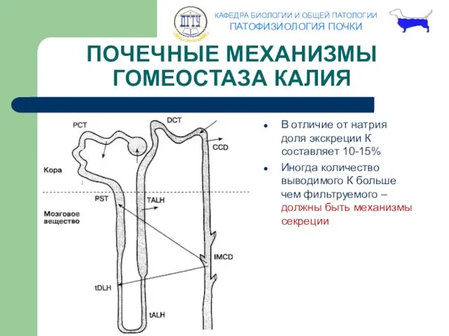 ПОЧЕЧНЫЕ МЕХАНИЗМЫ ГОМЕОСТАЗА КАЛИЯ В отличие от натрия доля экскреции