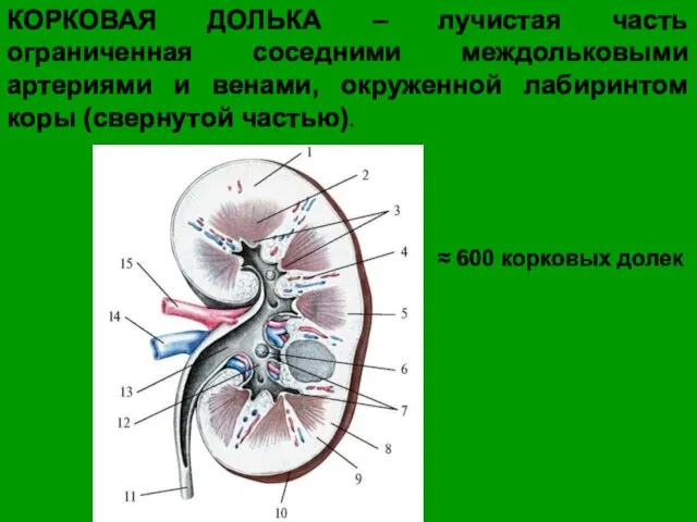 КОРКОВАЯ ДОЛЬКА – лучистая часть ограниченная соседними междольковыми артериями и венами, окруженной лабиринтом коры (свернутой частью).