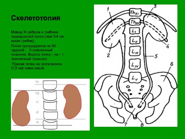 Скелетотопия Между XI ребром и гребнем подвздошной кости (нам 3-4