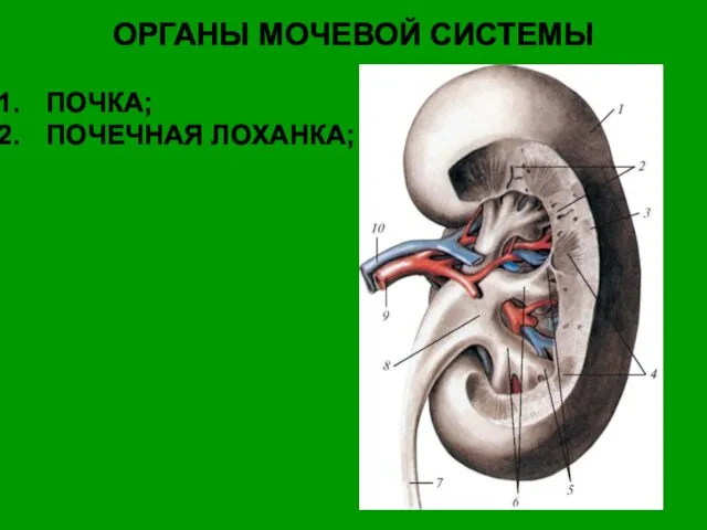 ОРГАНЫ МОЧЕВОЙ СИСТЕМЫ ПОЧКА; ПОЧЕЧНАЯ ЛОХАНКА;