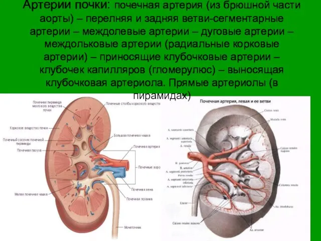 Артерии почки: почечная артерия (из брюшной части аорты) – перелняя