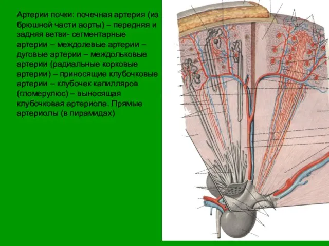 Артерии почки: почечная артерия (из брюшной части аорты) – передняя