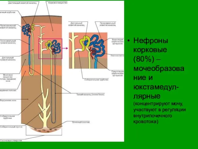 Нефроны корковые (80%) – мочеобразование и юкстамедул-лярные (концентрируют мочу, участвуют в регуляции внутрипочечного кровотока)