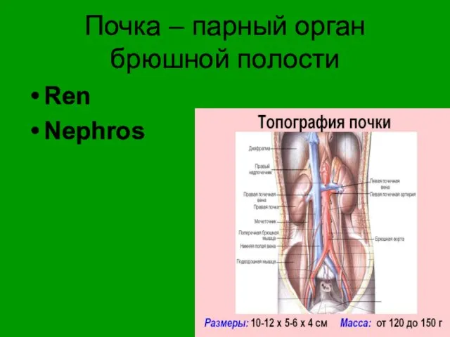 Почка – парный орган брюшной полости Ren Nephros