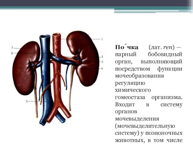 По́чка (лат. ren) — парный бобовидный орган, выполняющий посредством функции