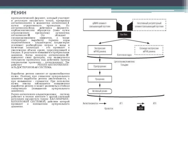 РЕНИН протеолитический фермент, который участвует в регуляции сосудистого тонуса, превращая