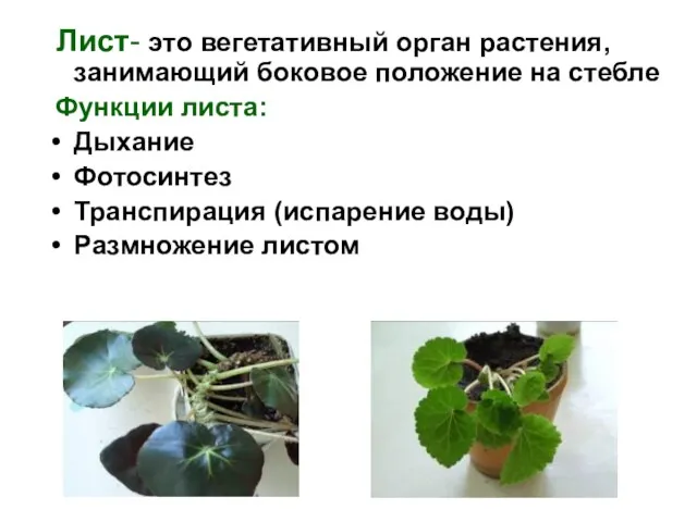 Лист- это вегетативный орган растения, занимающий боковое положение на стебле Функции листа: Дыхание