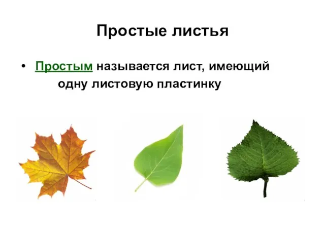 Простые листья Простым называется лист, имеющий одну листовую пластинку