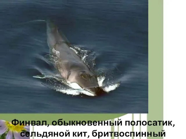 Финвал, обыкновенный полосатик, сельдяной кит, бритвоспинный