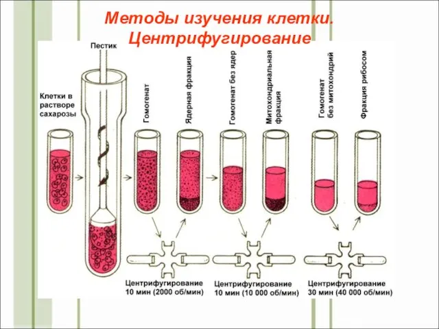 Методы изучения клетки. Центрифугирование
