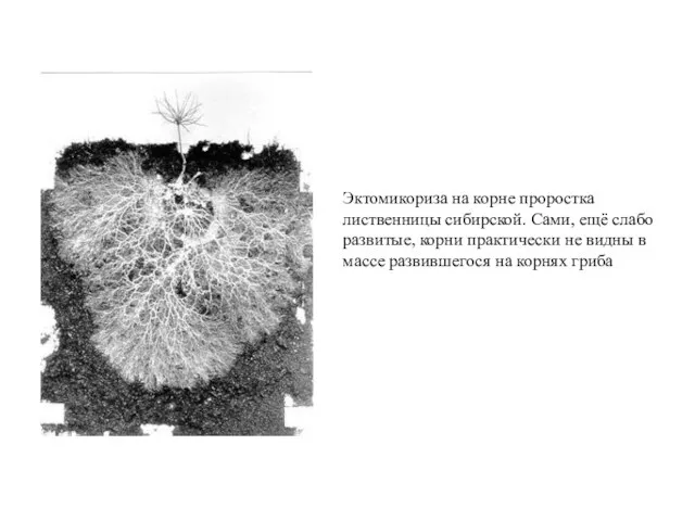 Эктомикориза на корне проростка лиственницы сибирской. Сами, ещё слабо развитые,