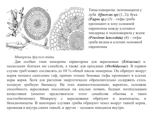 Типы микоризы: эктомикориза у дуба (Quercus sp) (1, 2); бука