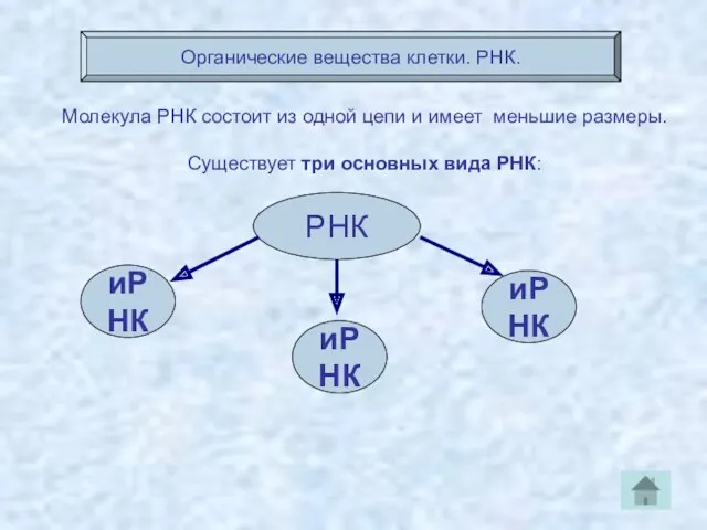 Органические вещества клетки. РНК. Молекула РНК состоит из одной цепи