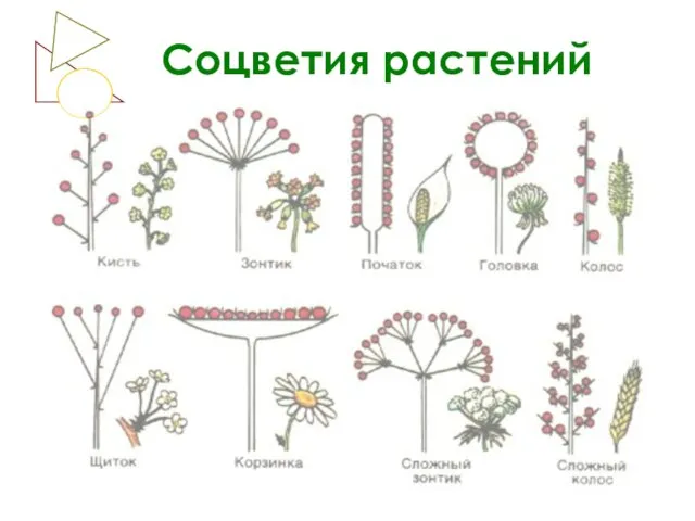 Соцветия растений