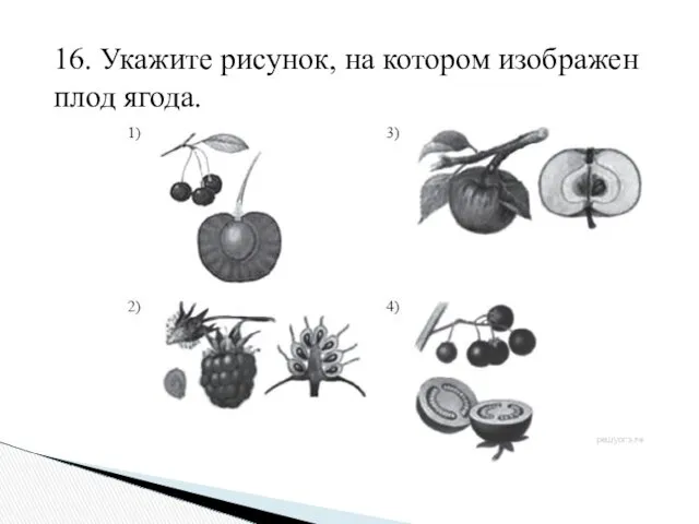 16. Укажите рисунок, на котором изображен плод ягода.