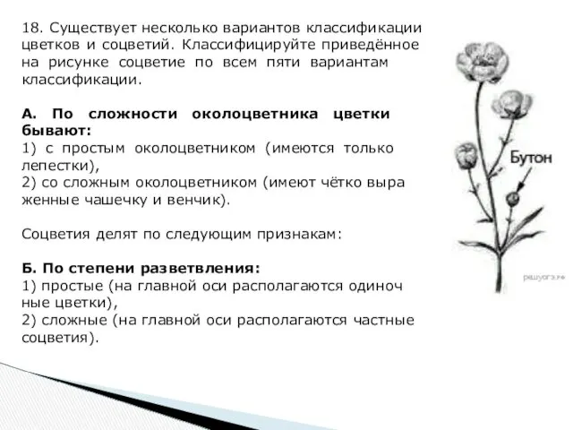 18. Существует не­сколь­ко ва­ри­ан­тов клас­си­фи­ка­ции цвет­ков и соцветий. Классифицируйте приведённое