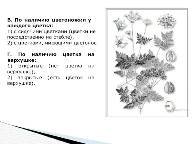 В. По на­ли­чию цве­то­нож­ки у каж­до­го цветка: 1) с си­дя­чи­ми