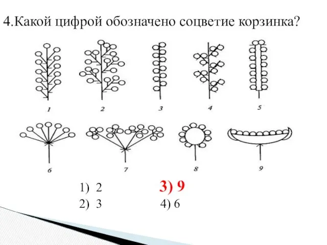 4.Какой цифрой обозначено соцветие корзинка? 1) 2 3) 9 2) 3 4) 6