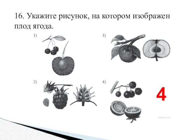 16. Укажите рисунок, на котором изображен плод ягода. 4