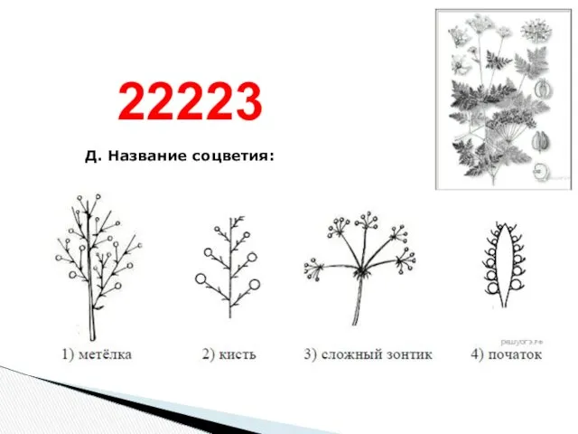 Д. На­зва­ние соцветия: 22223