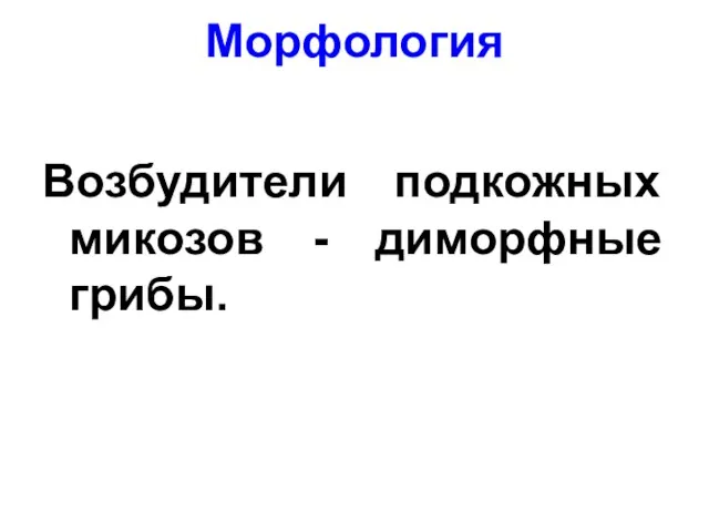 Морфология Возбудители подкожных микозов - диморфные грибы.