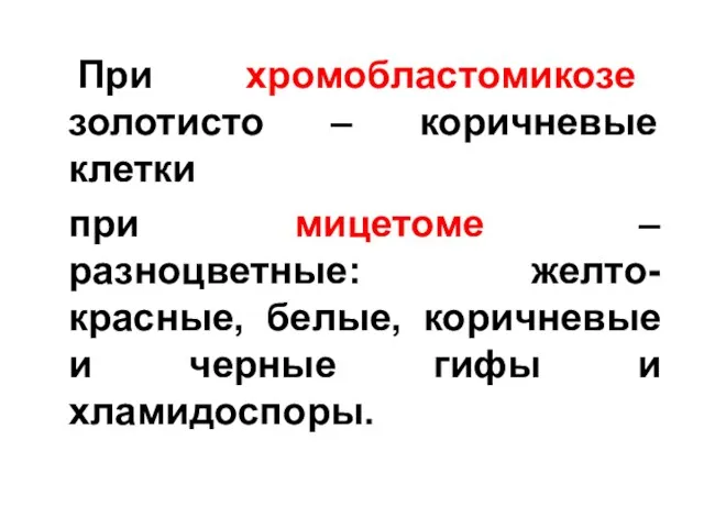 При хромобластомикозе золотисто – коричневые клетки при мицетоме –разноцветные: желто-красные,