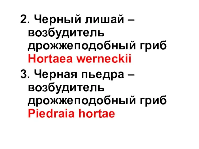 2. Черный лишай – возбудитель дрожжеподобный гриб Hortaea werneckii 3.