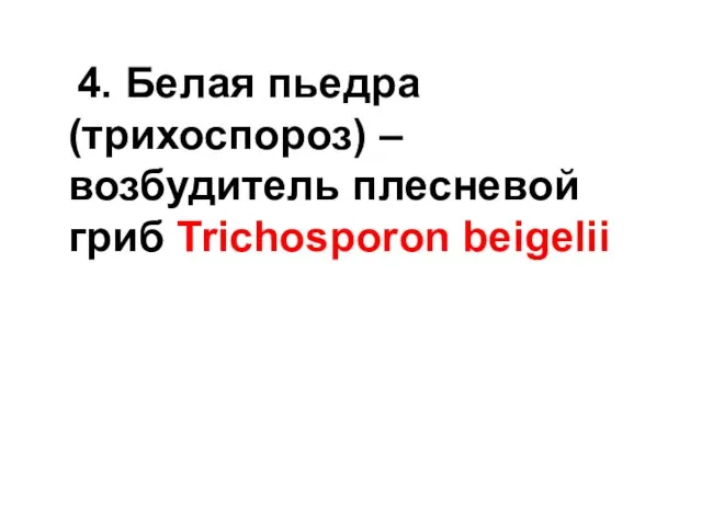 4. Белая пьедра (трихоспороз) – возбудитель плесневой гриб Trichosporon beigelii