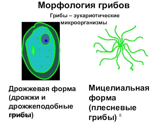 08/04/2023 Морфология грибов Грибы – эукариотические микроорганизмы Мицелиальная форма (плесневые