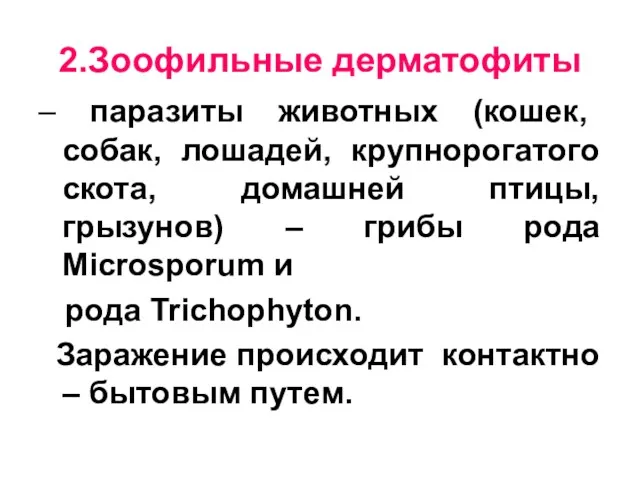 2.Зоофильные дерматофиты – паразиты животных (кошек, собак, лошадей, крупнорогатого скота,