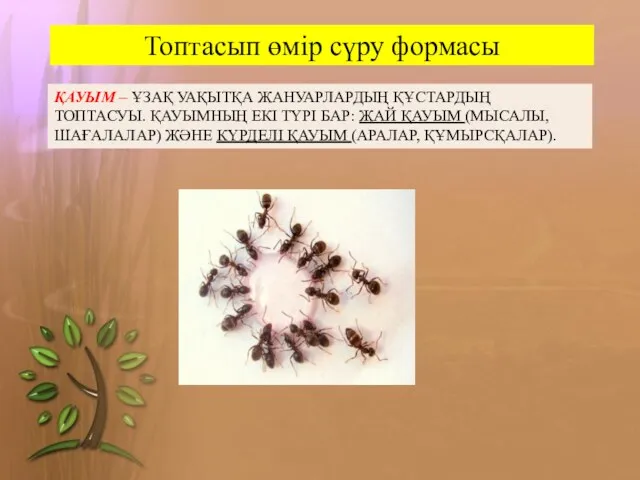 Топтасып өмір сүру формасы ҚАУЫМ – ҰЗАҚ УАҚЫТҚА ЖАНУАРЛАРДЫҢ ҚҰСТАРДЫҢ