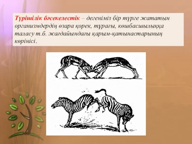 Түрішілік бәсекелестік – дегеніміз бір түрге жататын организмдердің өзара қорек,